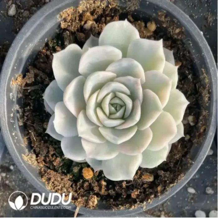 Echeveria Snowball Varigated - Image 2