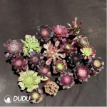 Aeoniums Collocation 20pcs - Image 2