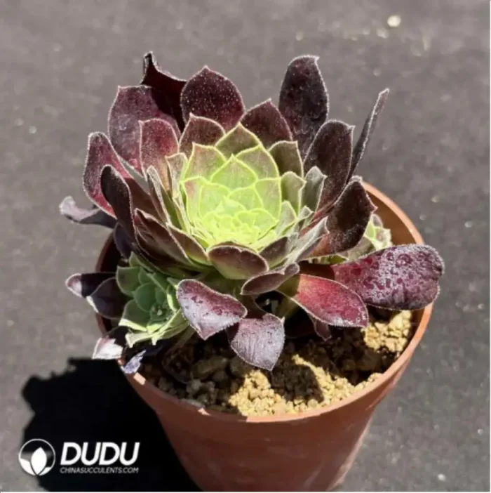Aeonium Sunglow variegated - Image 2