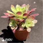 Aeonium Prime of youth Clustering - Image 2