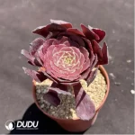 Aeonium Black Lori - Image 2