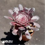 Aeonium Dark goddess - Image 2