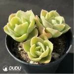 Echeveria Xingtana clustering - Image 2