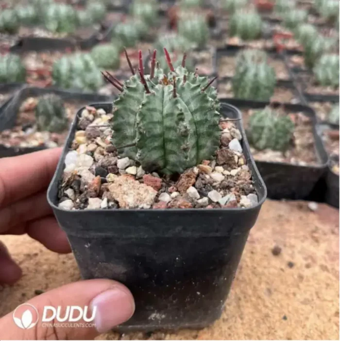 Euphorbia-Horrida Boiss - Image 2