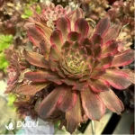 Aeonium Pink Cloud Clustering - Image 2