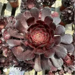 Aeonium Dark goddess Clustering - Image 2