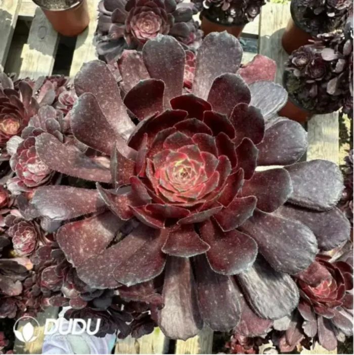 Aeonium Dark goddess Clustering - Image 2