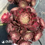 Aeonium jade posture Clustering - Image 2