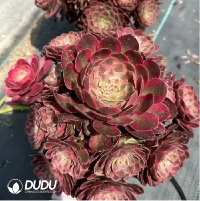 Aeonium jade posture Clustering - Image 2