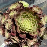 Aeonium kaleidoscope Clustering - Image 2