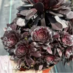 Aeonium Moji Clustering - Image 2