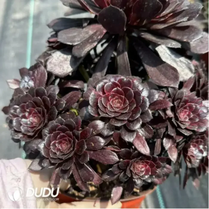 Aeonium Moji Clustering - Image 2