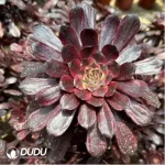 Aeonium Yaoji Clustering - Image 2