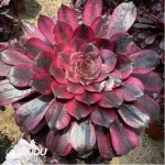 Aeonium Meiji Variegated Clustering - Image 2