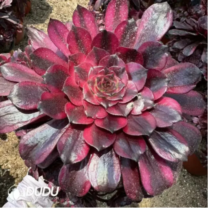 Aeonium Meiji Variegated Clustering - Image 2