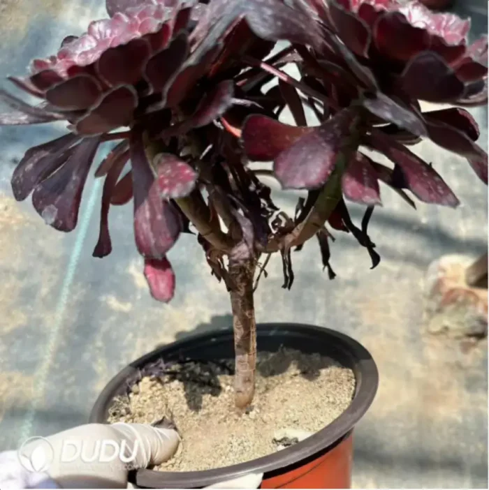 Aeonium Dark Goddess Variegated Clustering - Image 2