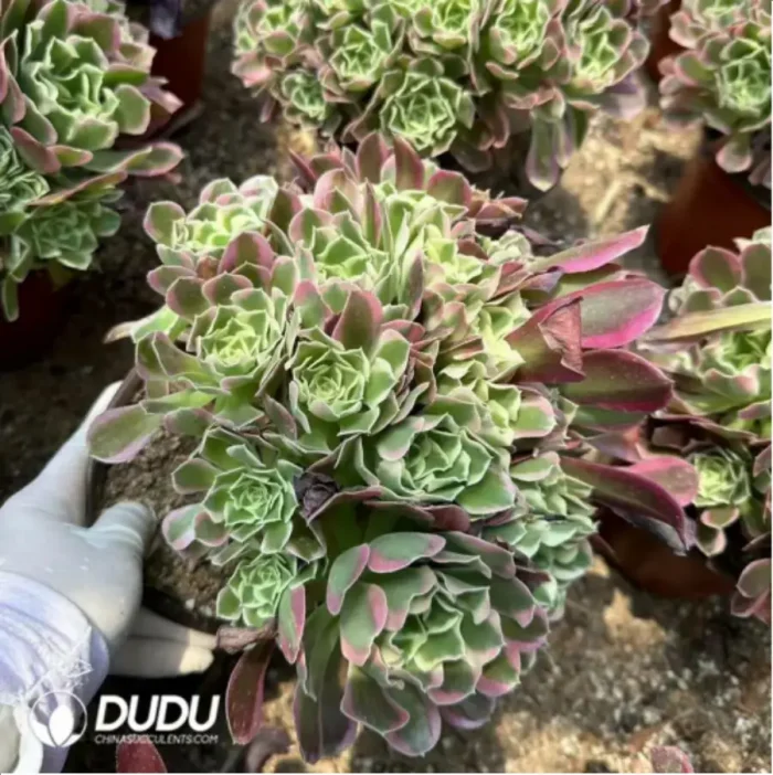 Aeonium Baifeng Variegated Clustering - Image 2