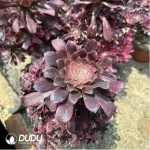 Aeonium Xueji Variegated Clustering - Image 2