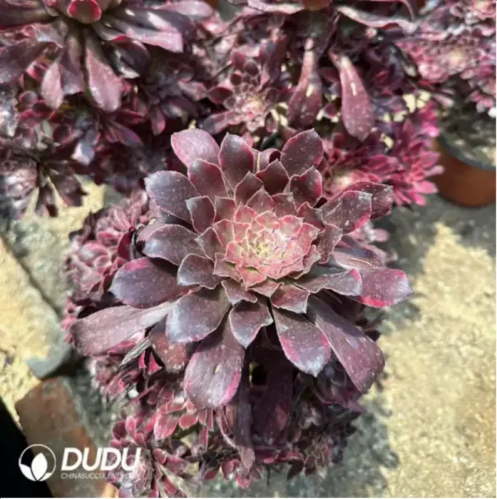 Aeonium Xueji Variegated Clustering - Image 2