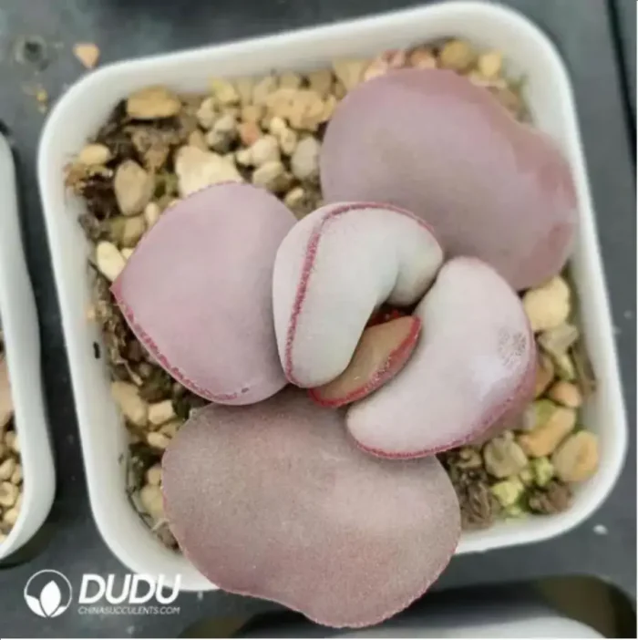 Adromischus Red Egg - Image 2