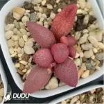 Adromischus Red Apple - Image 2