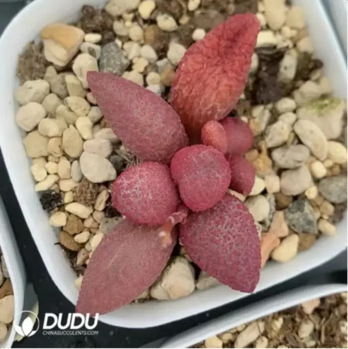 Adromischus Red Apple - Image 2