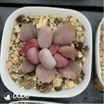 Adromischus Sweetheart - Image 2