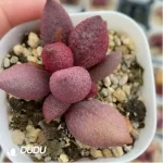 Adromischus Hattori - Image 2