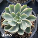 Echeveria Rain drops variegated - Image 2
