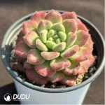 Echeveria Caroline - Image 2