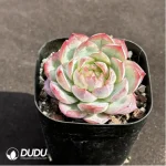 Echeveria Sicilia - Image 2