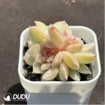 Echeveria Freud Double - Image 2