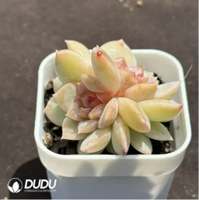 Echeveria Freud Double - Image 2