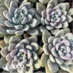 Graptoveria'Opalina’Watermelon Variegated - Image 2