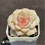 Echeveria Freud - Image 2