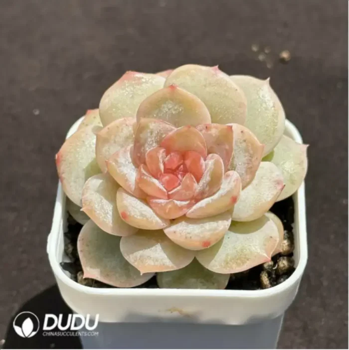 Echeveria Freud - Image 2