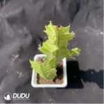 Cactus-Ferocactus latispinus - Image 2