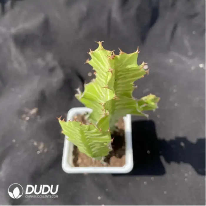 Cactus-Ferocactus latispinus - Image 2