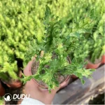 Euphorbiaceae-Euphorbia-Trigona Variegated - Image 2