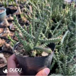 Euphorbiaceae-Euphorbia-Aeruginosa(With caudex)Leaf 90MM long, including caudex 200MM - Image 2