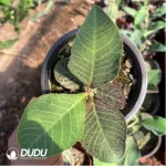 Euphorbiaceae-Monadenium Kirin Variegated(With caudex) - Image 2