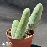 Cactus-Echinopsis lageniformis/Penis Cactus - Image 2