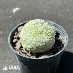Asclepiadaceae Pseudolithos Migiurtinus - Image 2