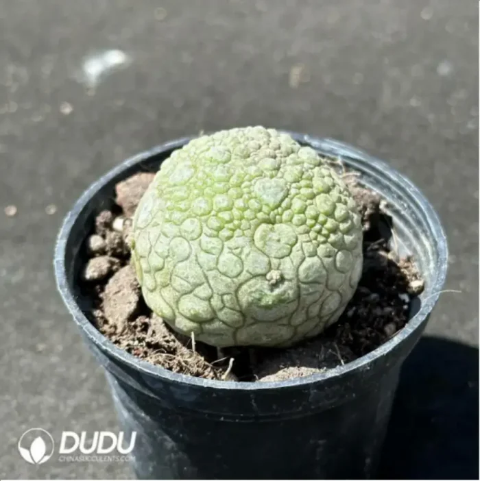 Asclepiadaceae Pseudolithos Migiurtinus - Image 2