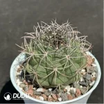 Cactus-Gymnocalycium saglionis (Cels) Britton & Rose - Image 2