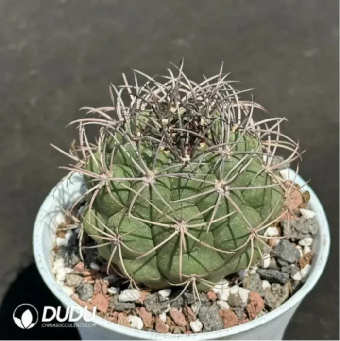Cactus-Gymnocalycium saglionis (Cels) Britton & Rose - Image 2