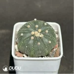 Cactus-Astrophytum asterias line - Image 2