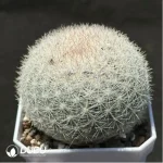 Cactus-Mammillaria albilanata - Image 2