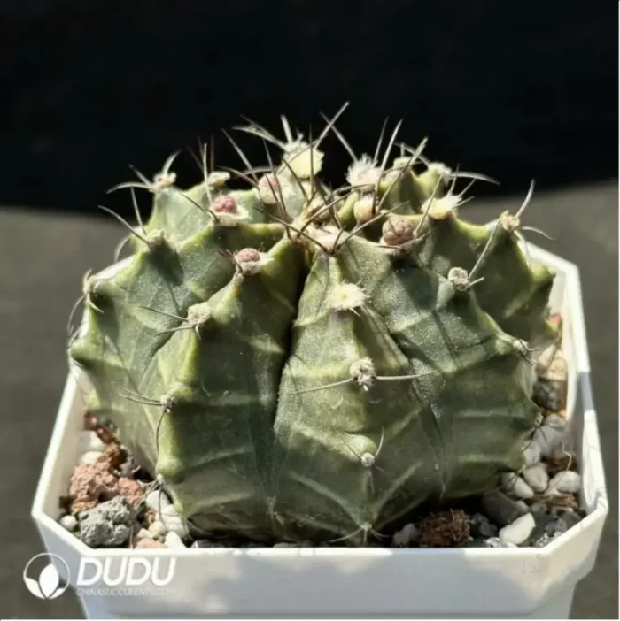 Cactus-Gymnocalycium mihanovichii subsp. - Image 2