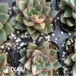 Echeveria Monocerotis Variegated - Image 2